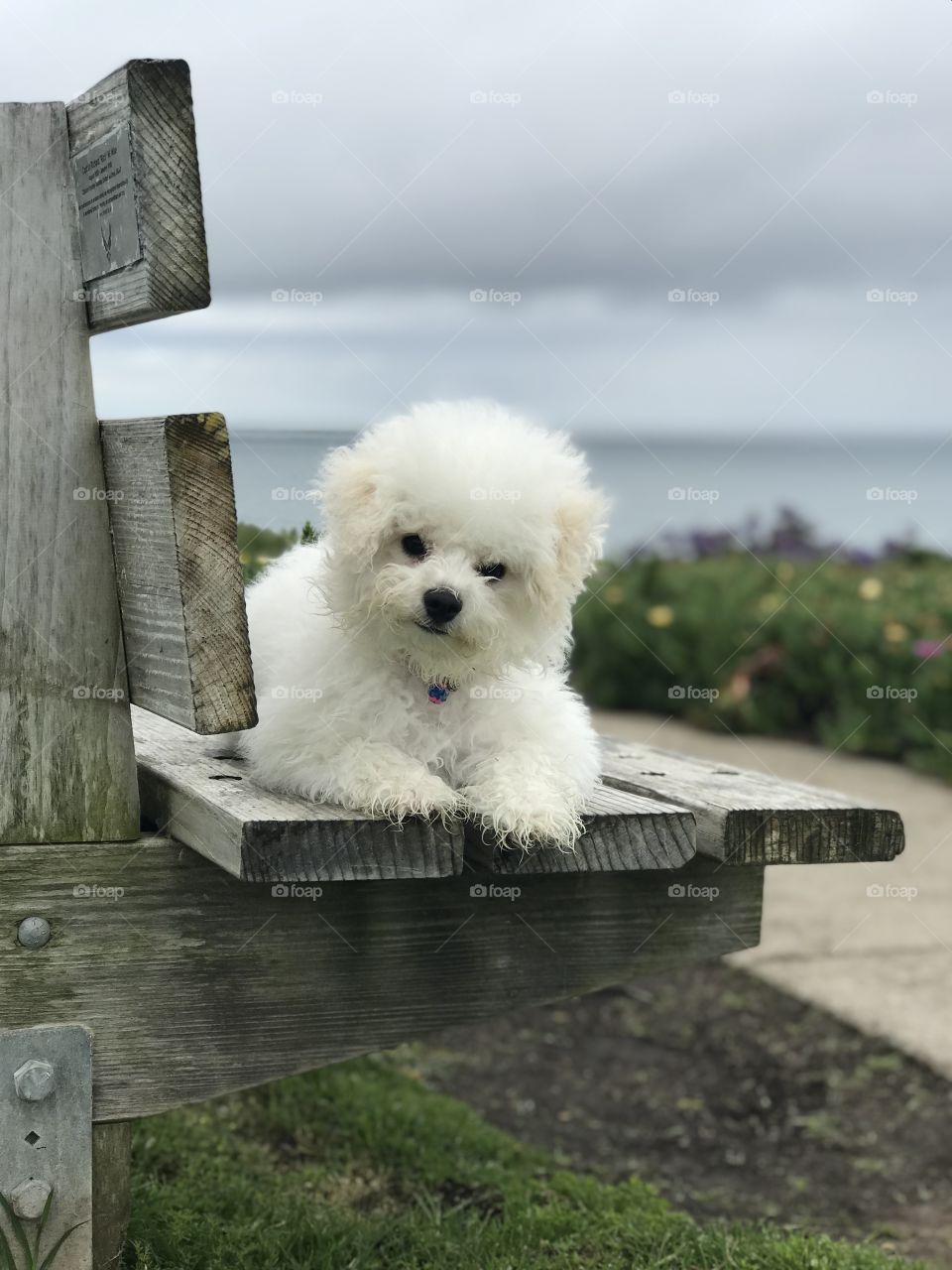 A stormy sky exists above a small white puppy who is looking directly at the viewer while resting on a wooden bench with native Californian plants and ocean in the background.