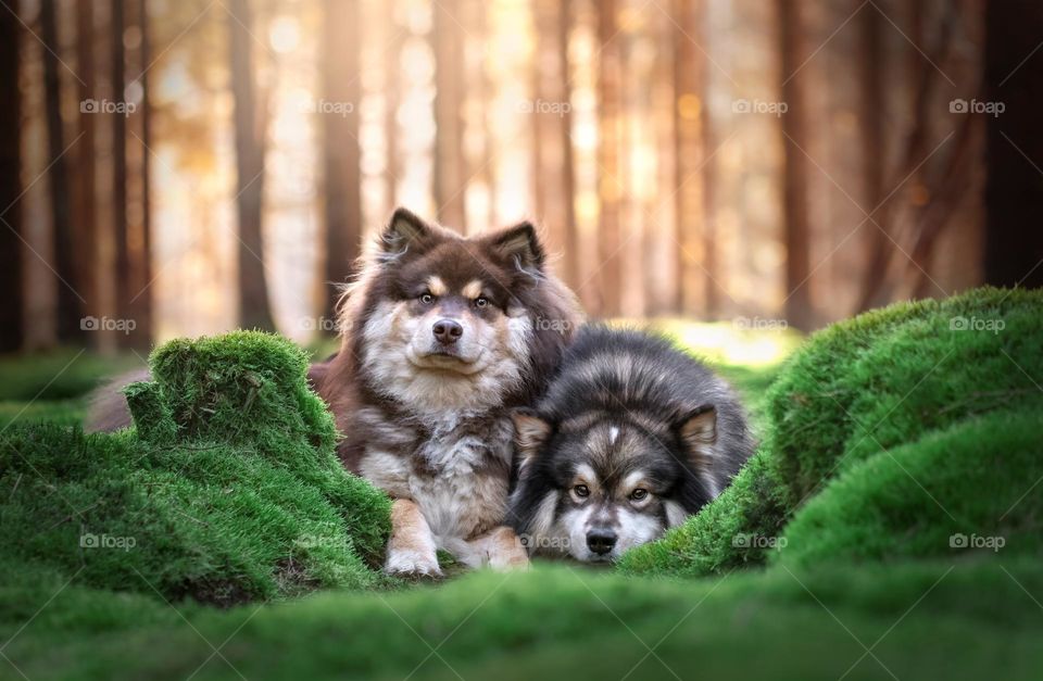 Portrait of two Finnish Lapphund dogs in forest