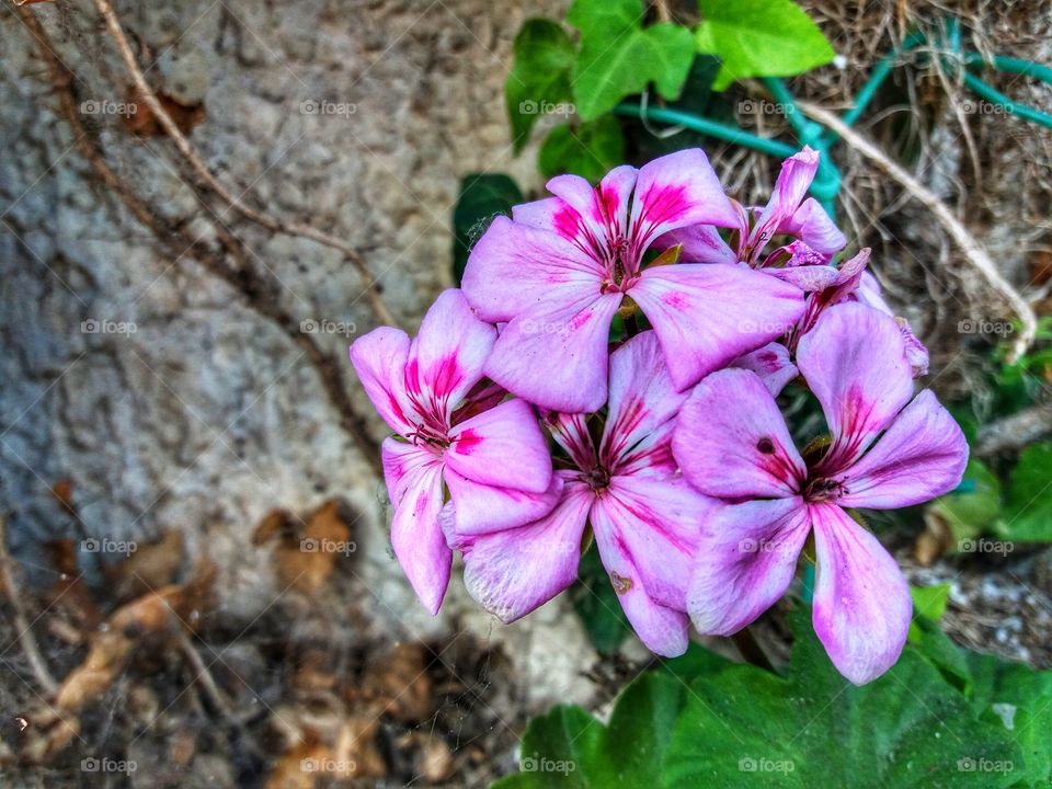 Nothing prettier than a blossom flower!