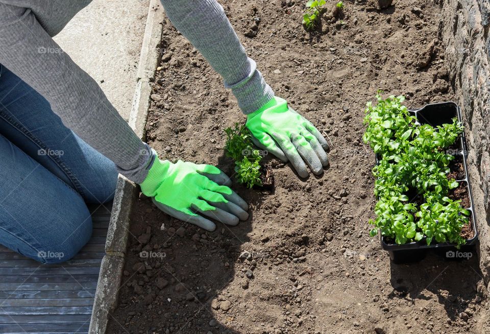 Young caucasian unrecognizable girl is transplanting seedlings in a small vegetable garden sitting on grass seedlings in the backyard of the house on a clear sunny spring day, close-up view from above. Concept of transplanting seedlings