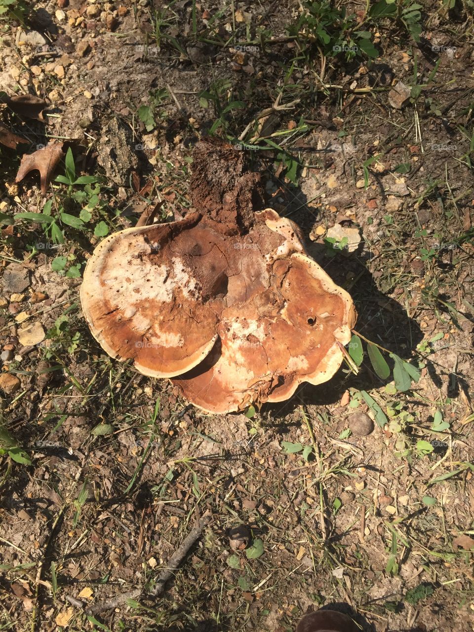 Yard Mushroom