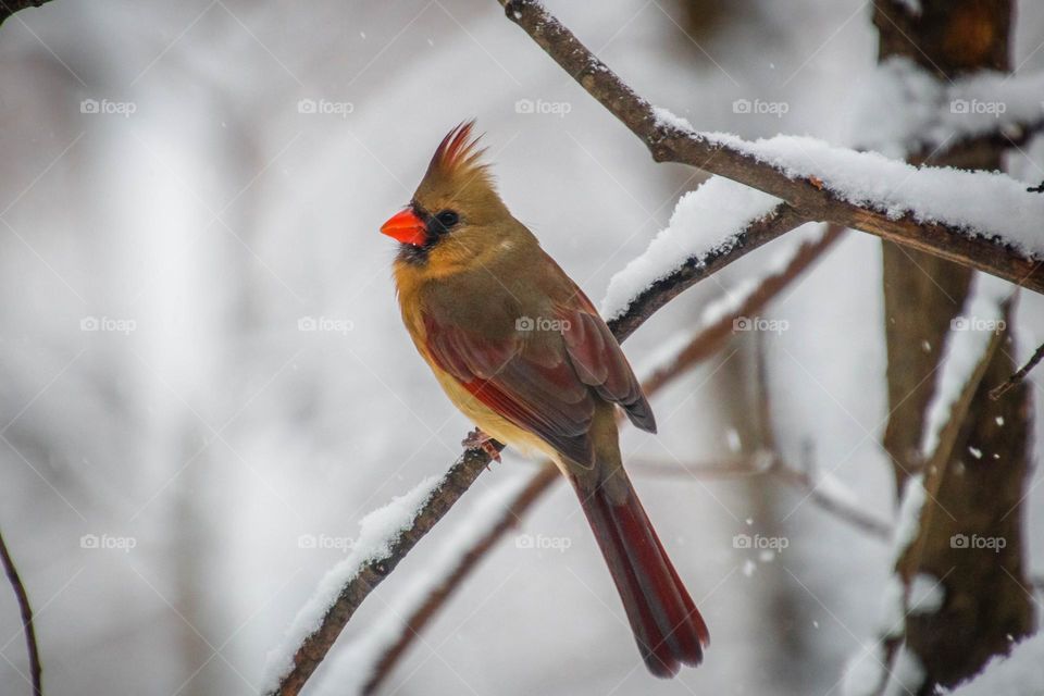 Female northern cardinal on a tree branch in winter