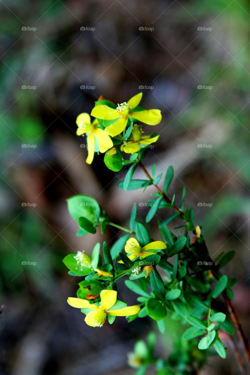 yellow wild flowers in blo