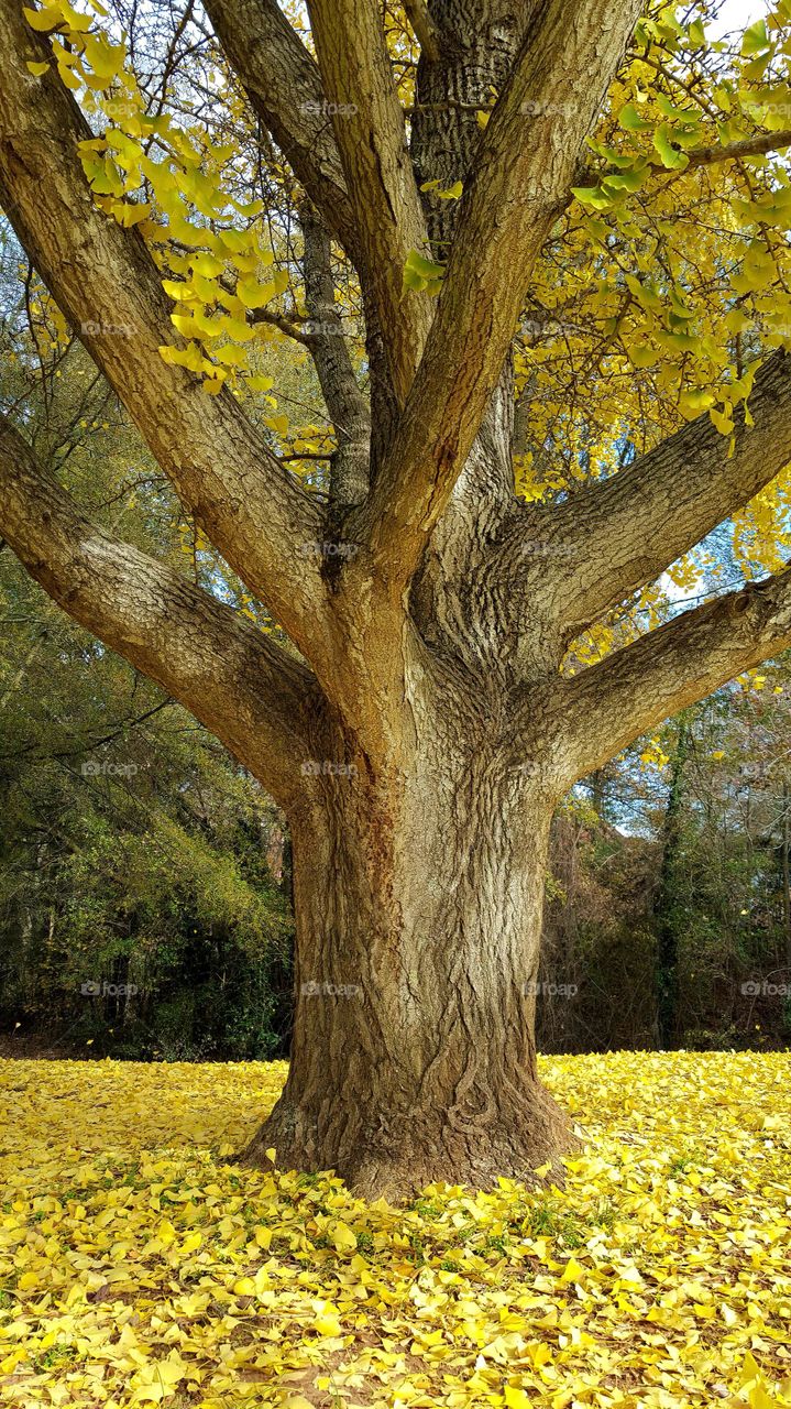 Old ginkgo tree and autumn leaves