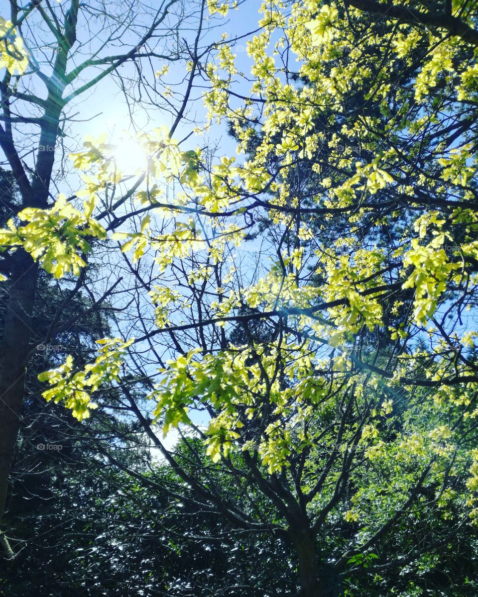 Through the leaves