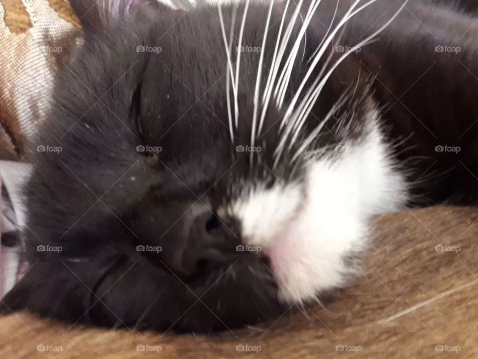 napcat
