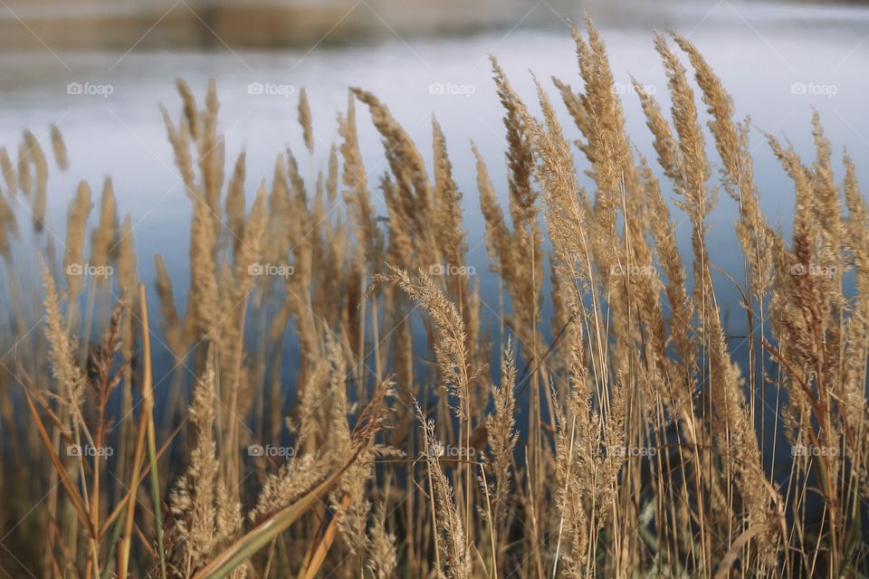wonderful autumn spikelets sway in the wind by the lake