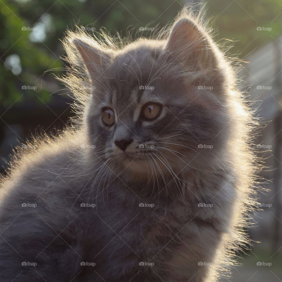 Playing with my friend's cat at sunset.