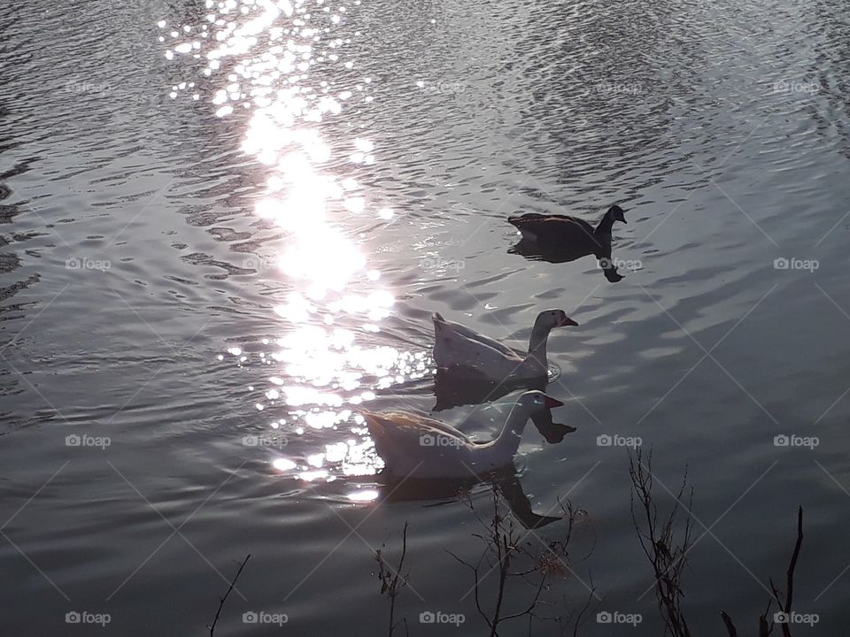 Ducks in water