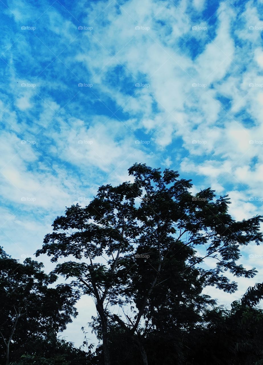 Tree and the sky