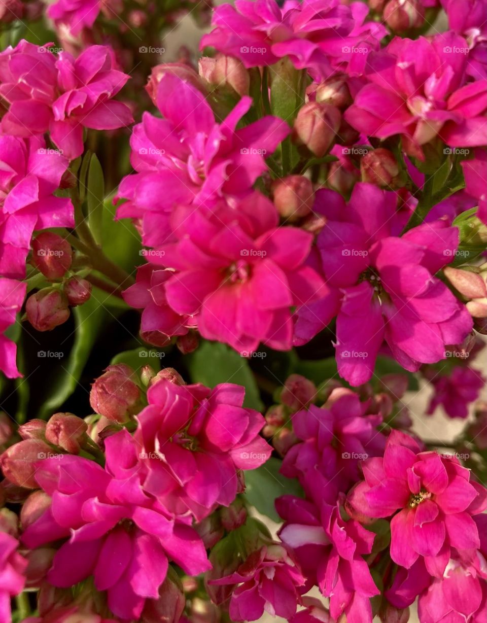 🌹 🇺🇸 Very beautiful flowers to brighten our day.  Live nature and its beauty. Did you like the delicate petals? / 🇧🇷 Flores muito bonitas para alegrar nosso dia. Viva a natureza e sua beleza. Gostaram das pétalas delicadas? 