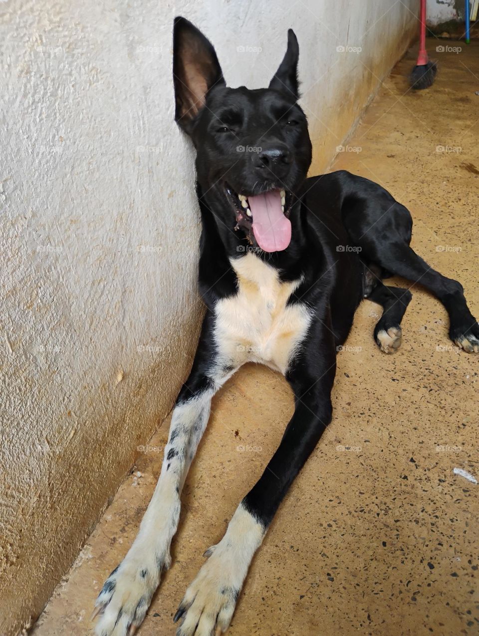 Cão com a língua para fora. Um cachorro pode ficar com a língua para fora, por vários motivos, como cansaço, calor, estresse, alegria ou medo...