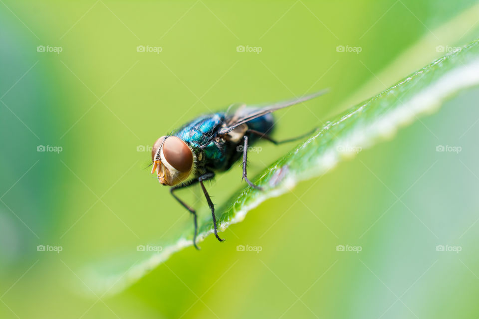 Close Up of Common Fly