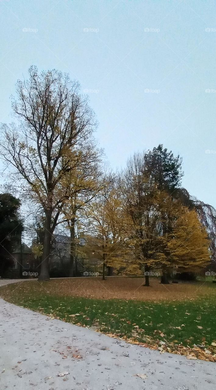 Yellow trees