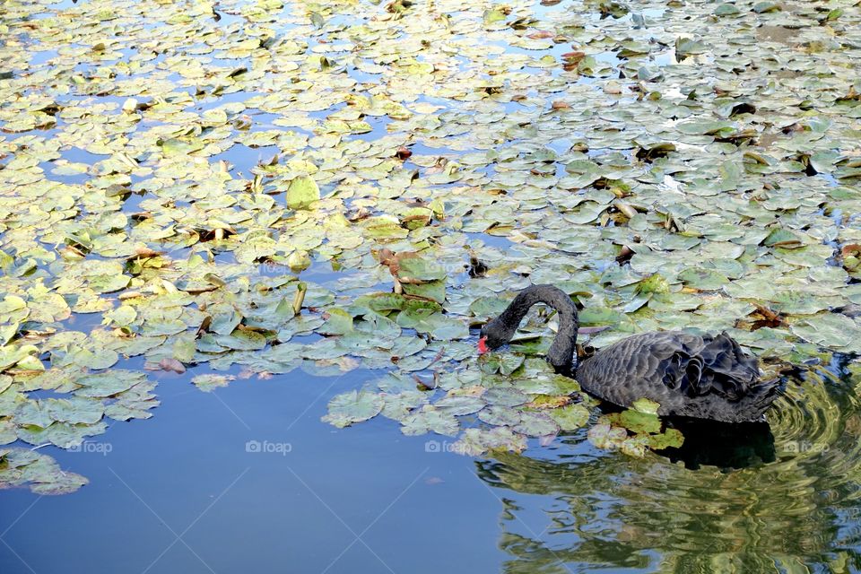 A black swan is eating lotus leaves on the water.