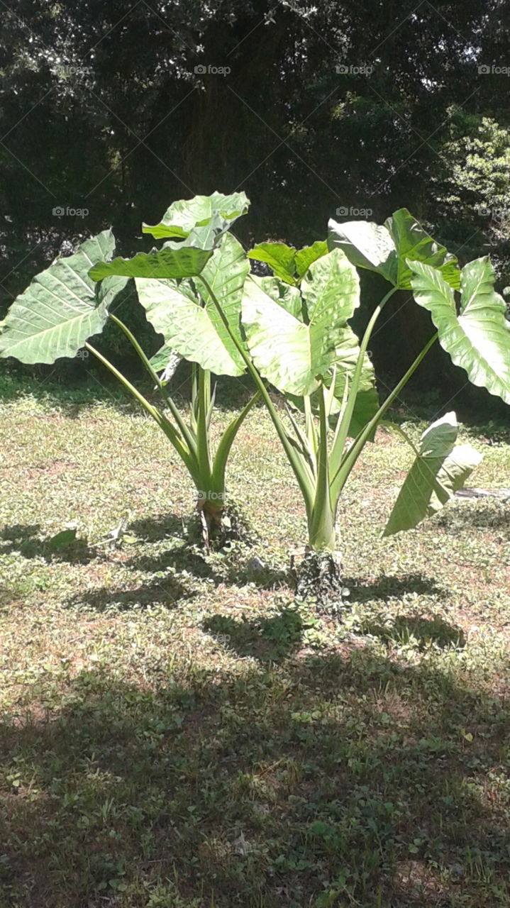 Everlasting Elephant Ears. Dug these up from behind my house and planted them. They have already froze and died, then came back several times.