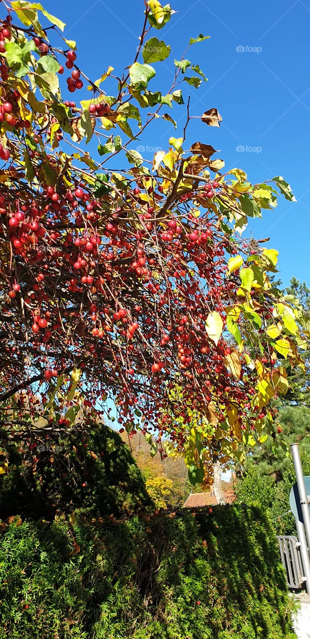 sunny autumn day