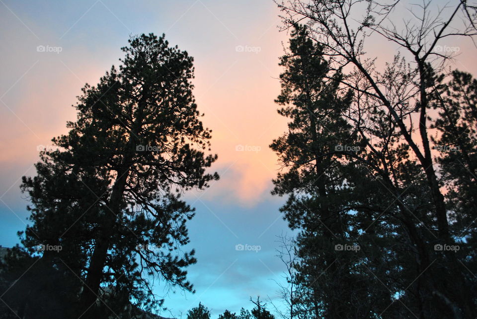 Low angle view of trees, Nevada