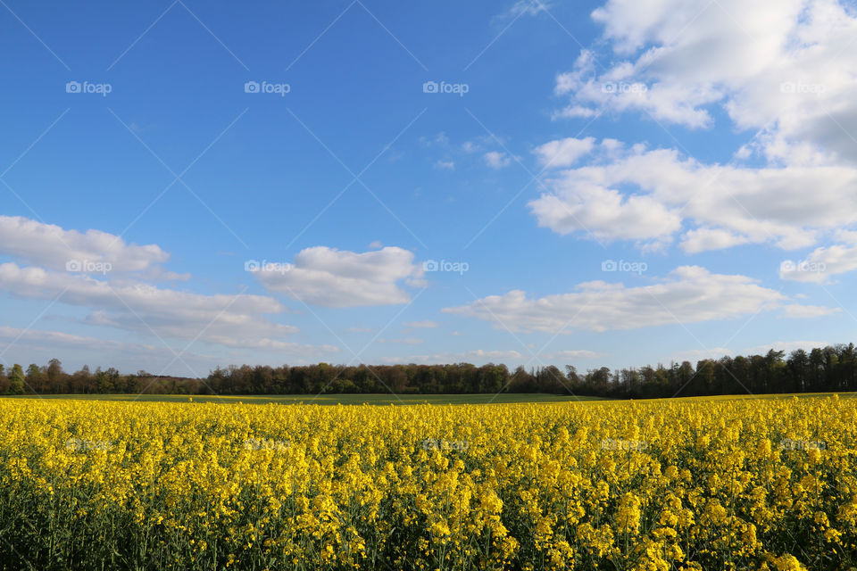 Yellow Fields