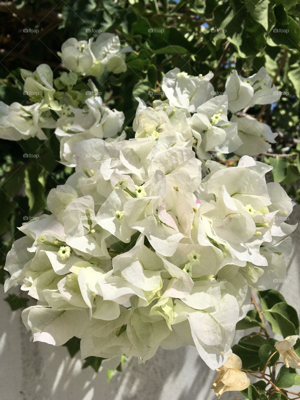 White bougainvillea 