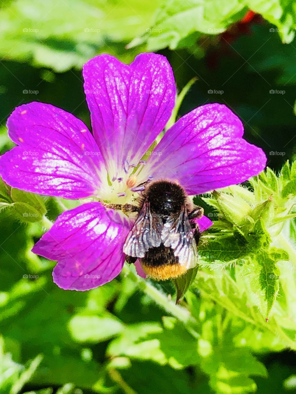 Beautiful bumble bee 🐝