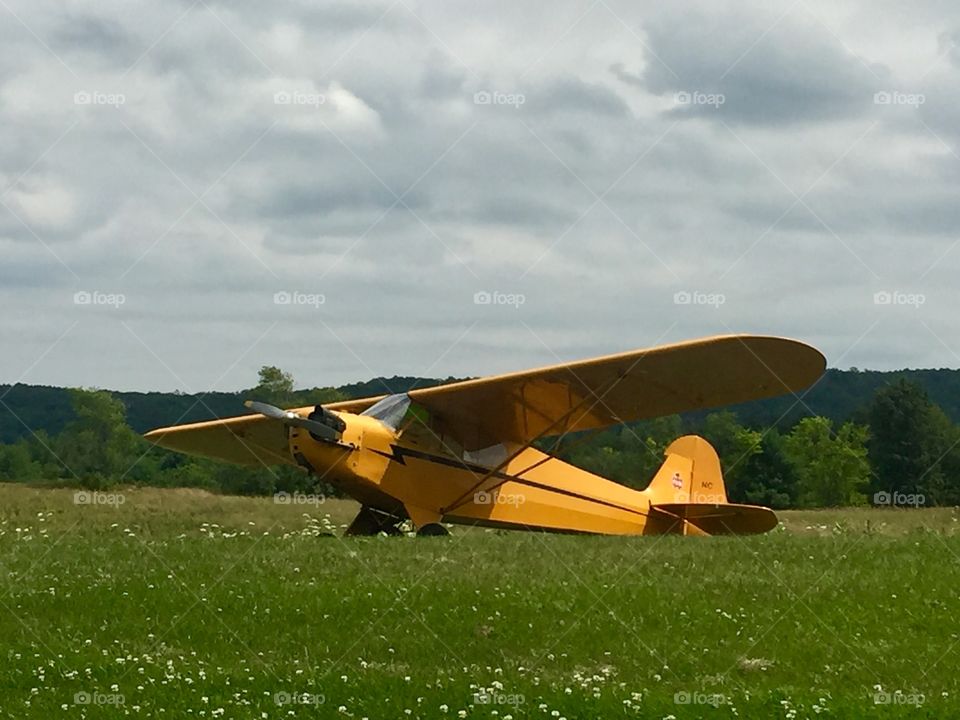 Piper Cub in Field