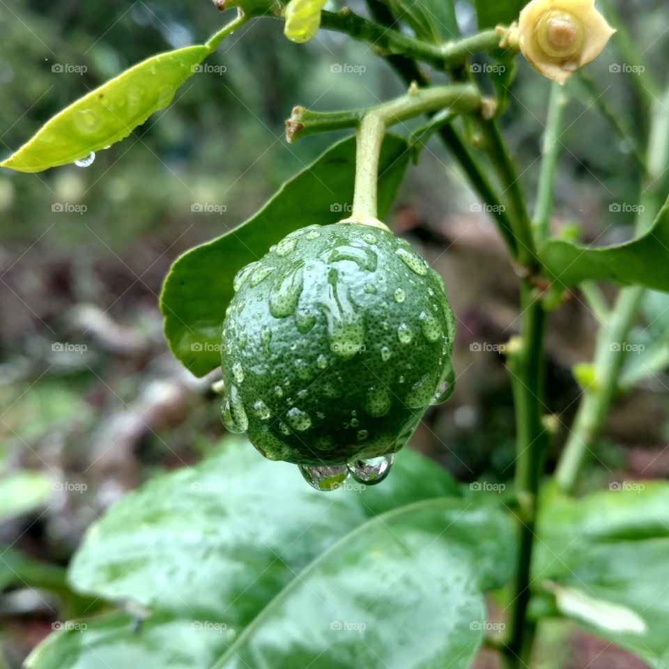 baby grapefruit growing covered in rain drops. nature at work.