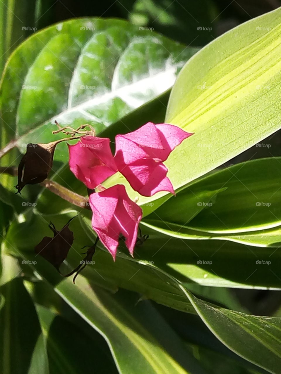 Flora, Leaf, Nature, Flower, No Person