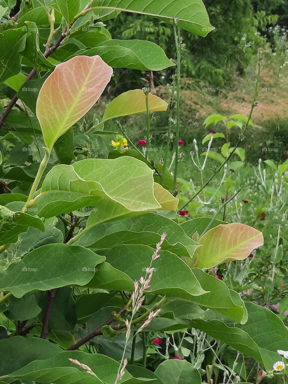 fresk coloured leaves  of magnolia in summer