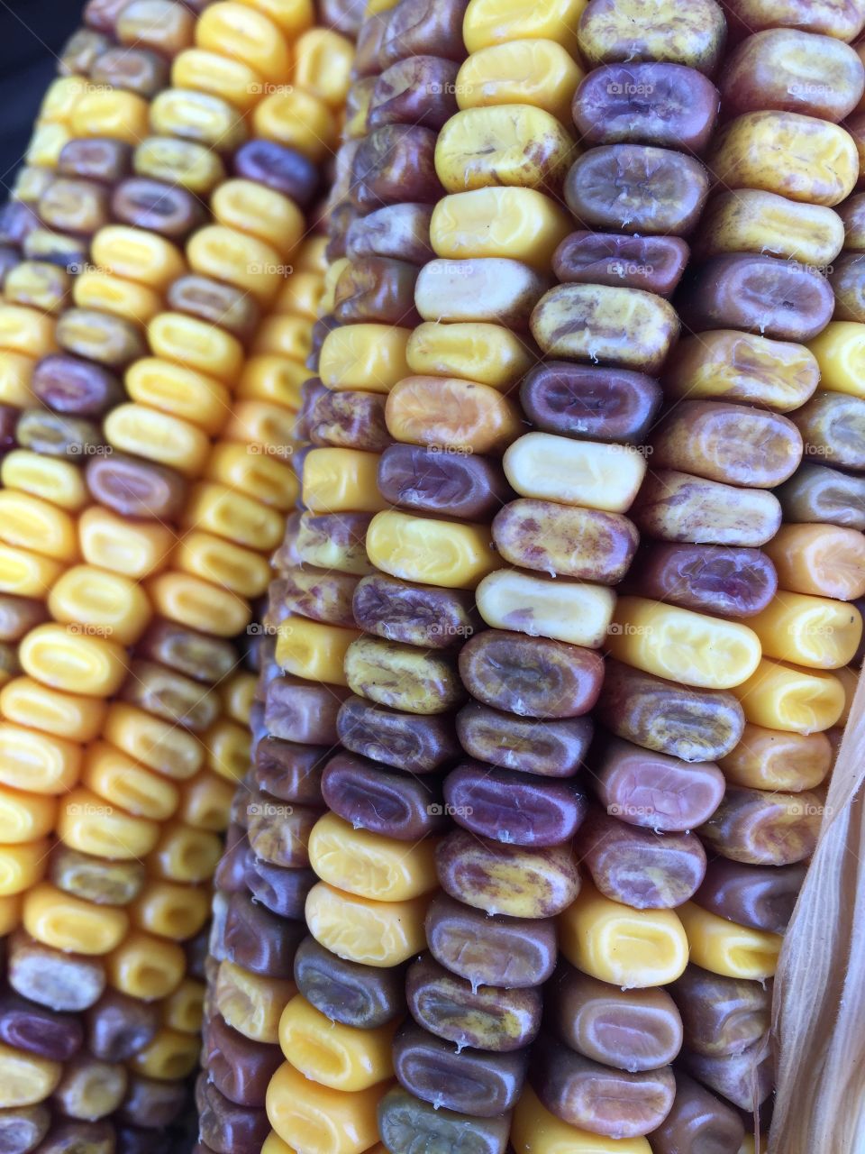 Indian corn 4