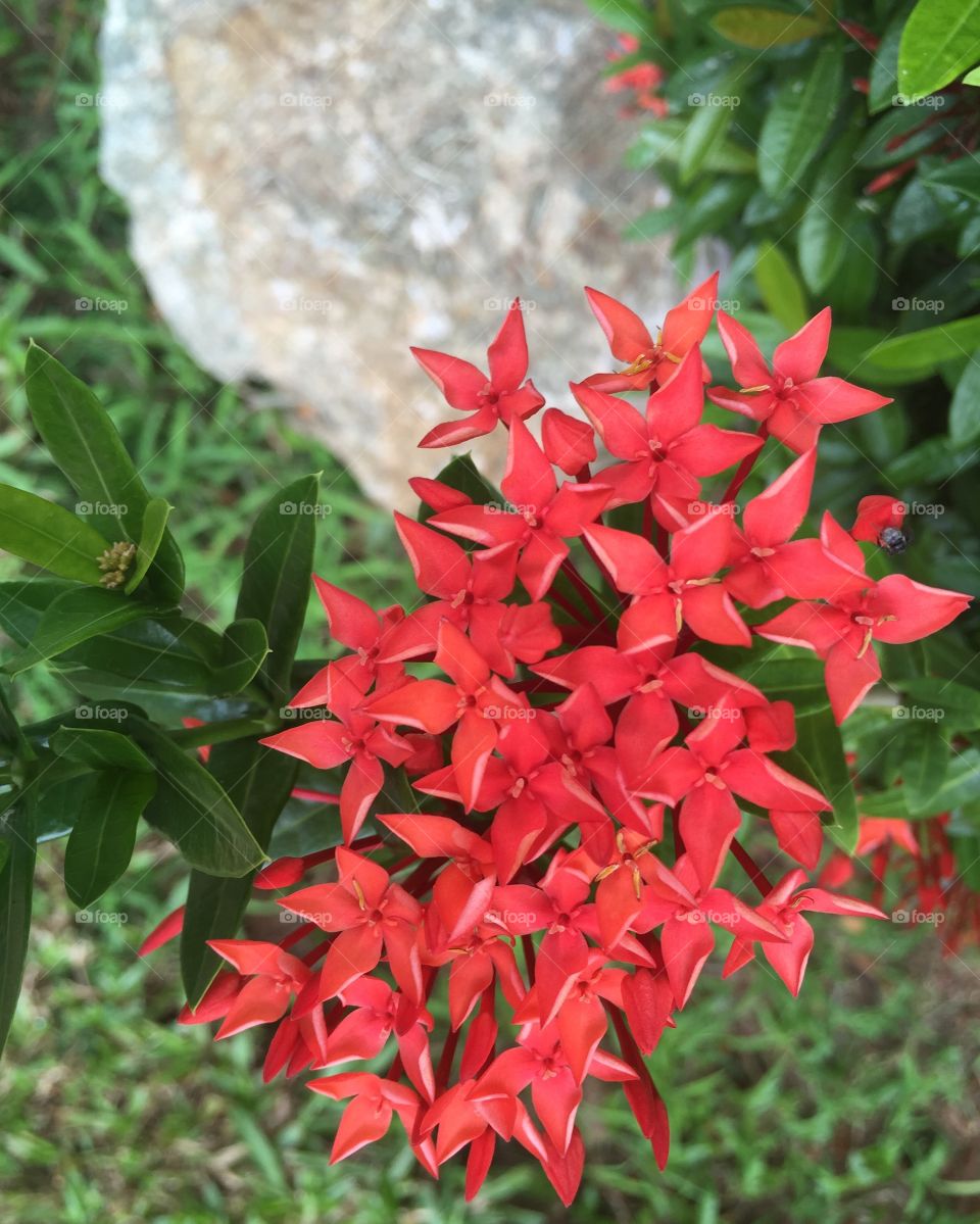 Red flowers 