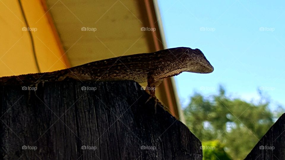 female brown lizard on a Florida fence