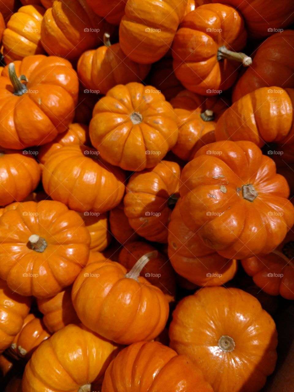 bitty pumpkins