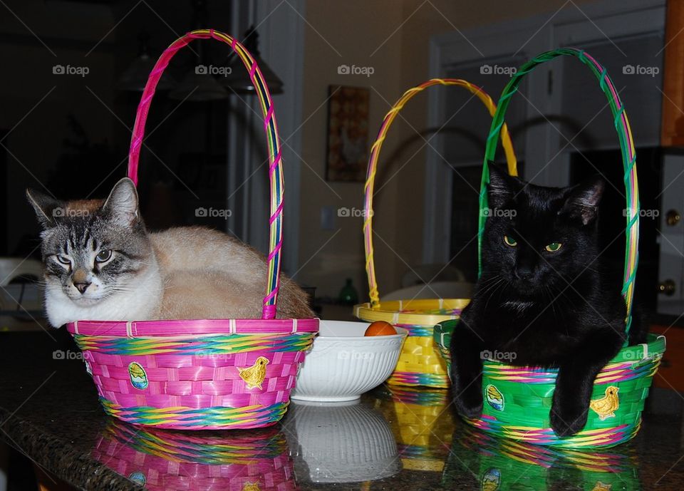 Easter cats