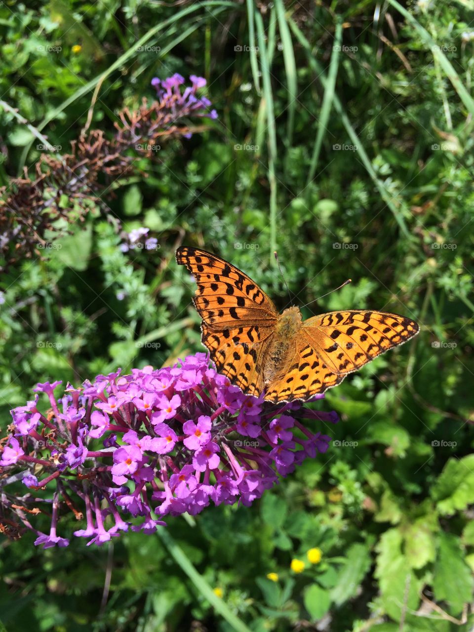 Butterfly Schmetterling Blumen Wiese Berge 