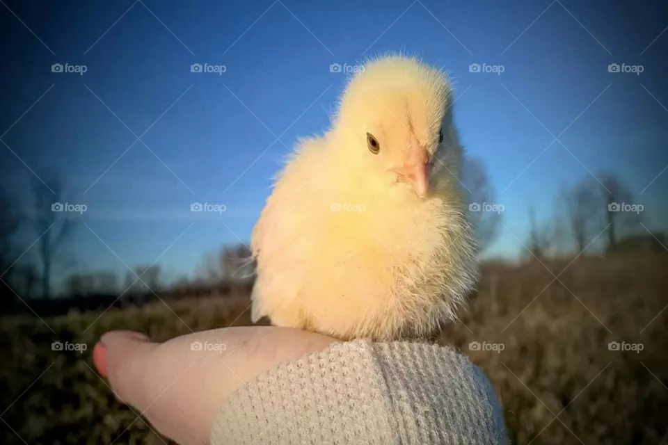 baby chick