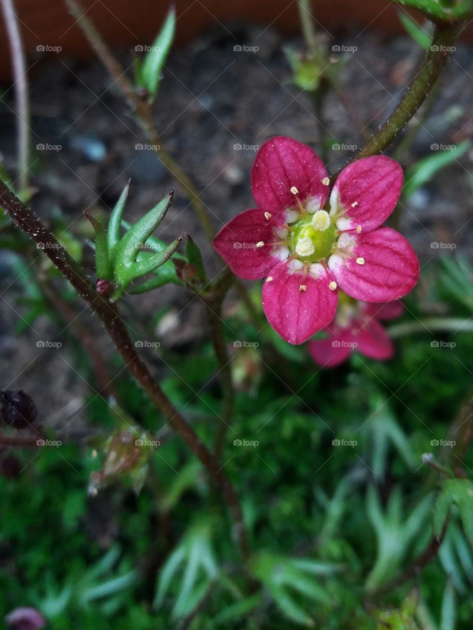 Little fuchsia  flower