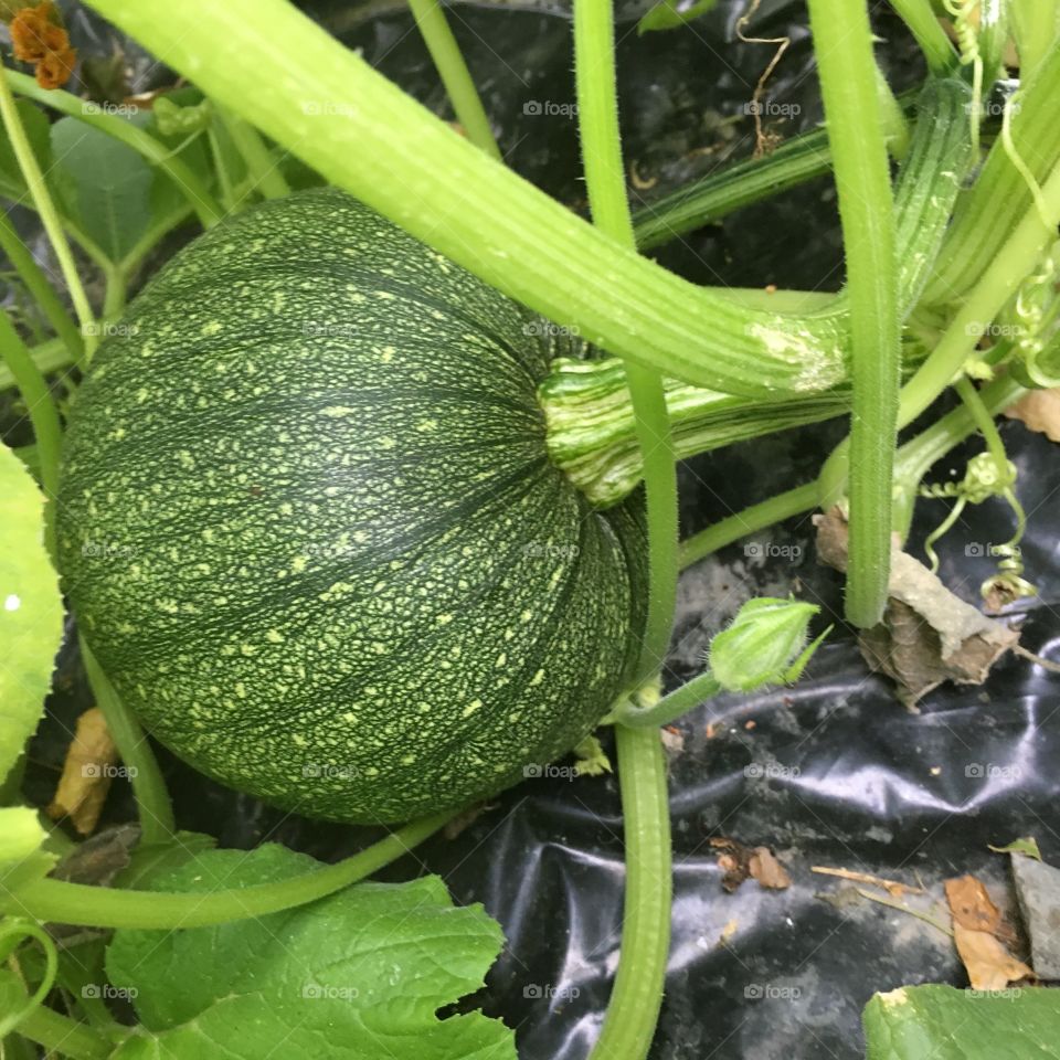 Gardening pumpkins