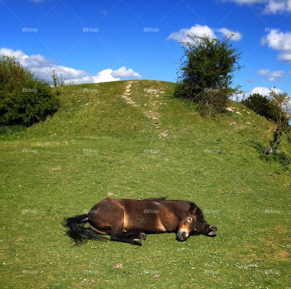 Horse resting in summer