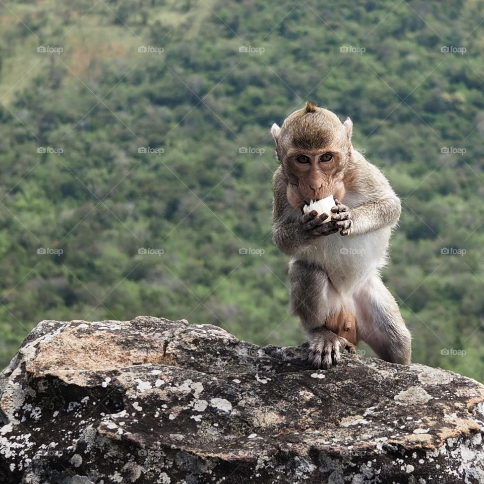 Monkey at Preah Vihear temple in Cambodia 