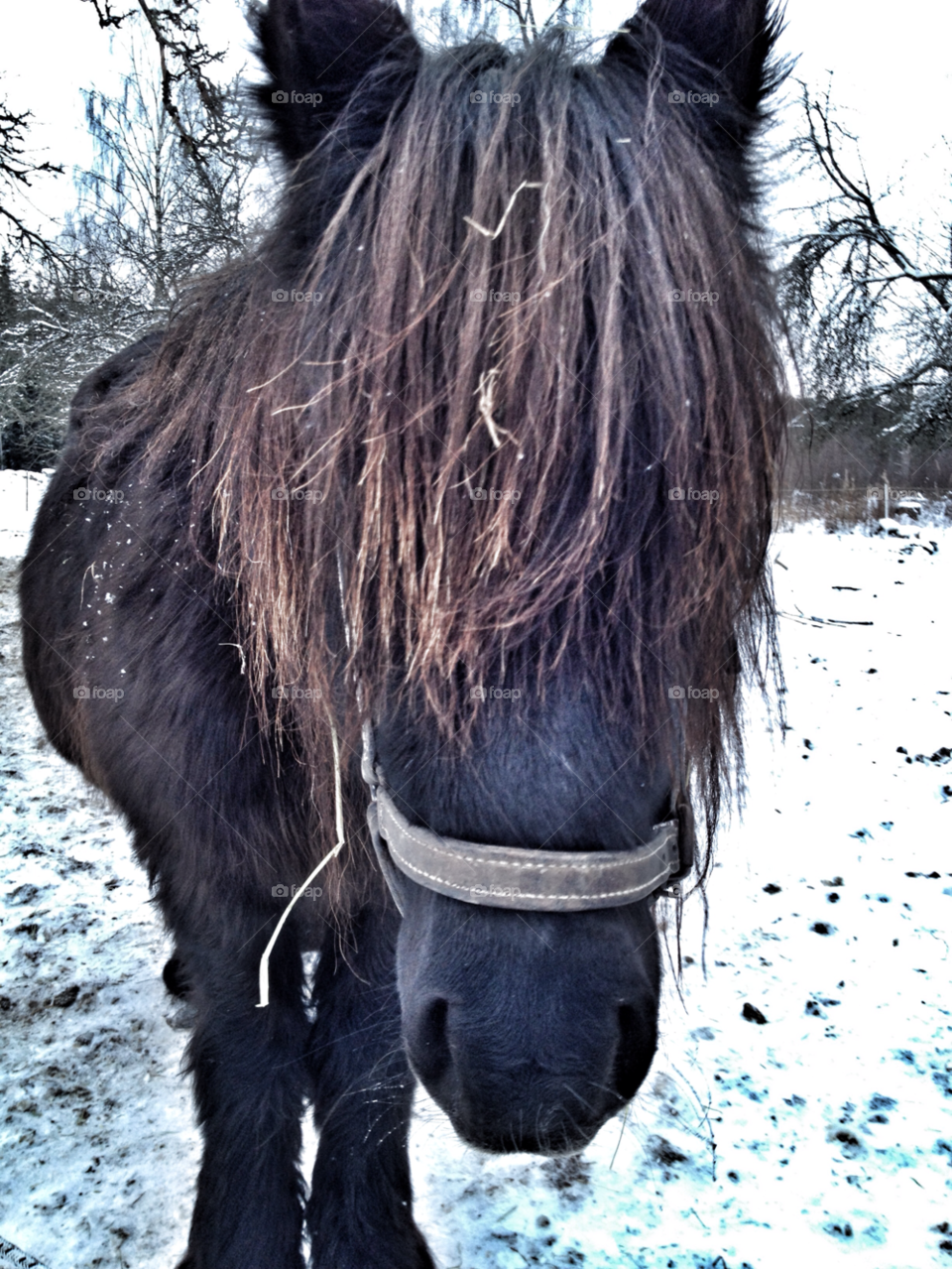 winter cold horse vinter by matskarlsson