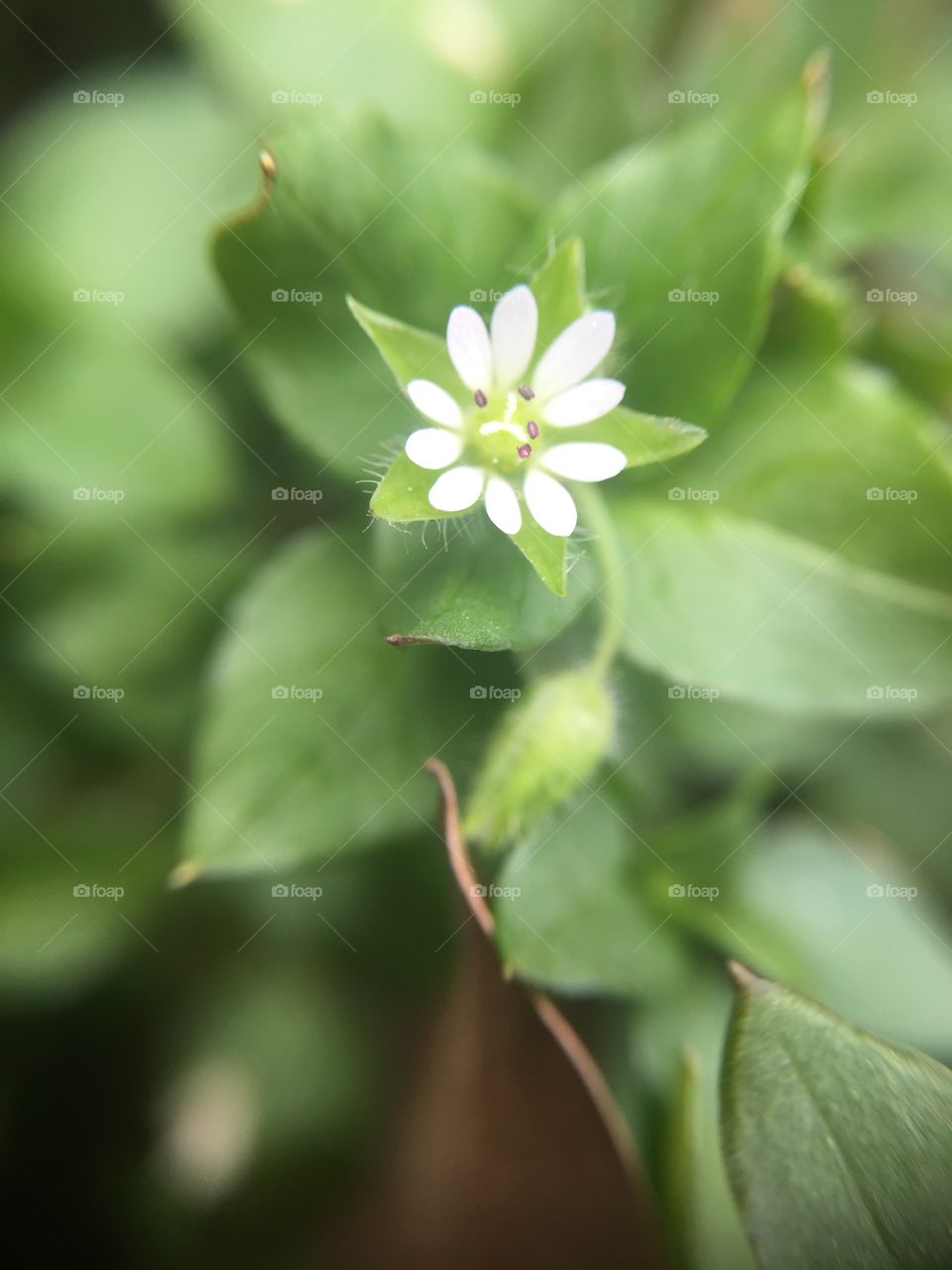 Macro white flower and leaves