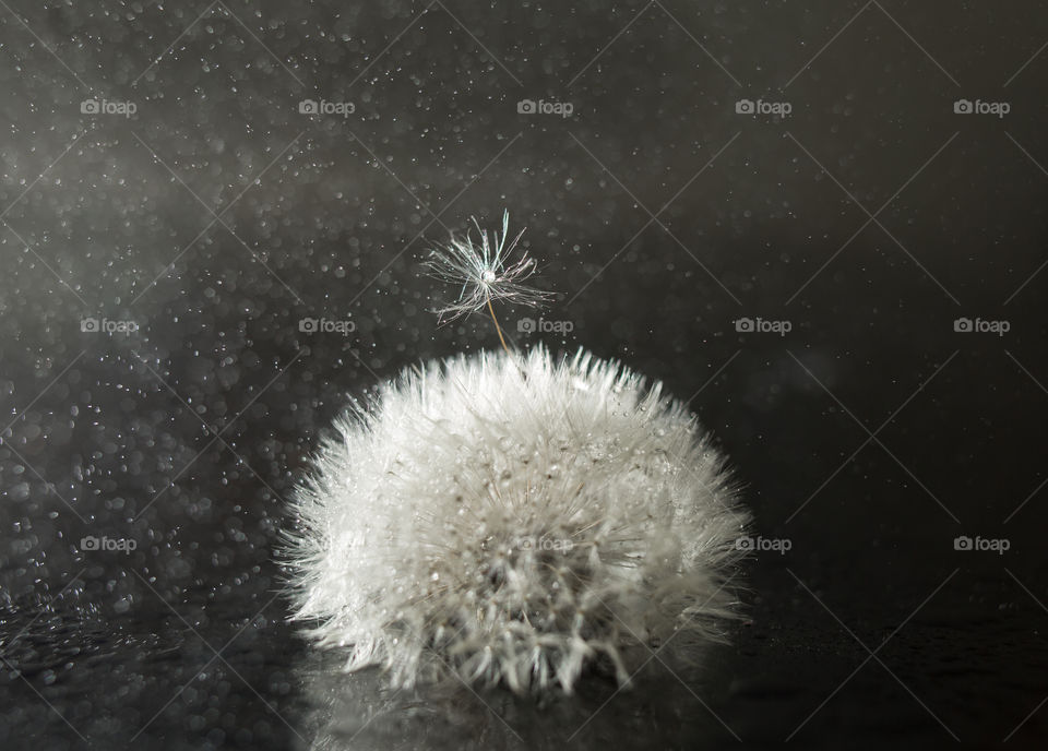 dandelion