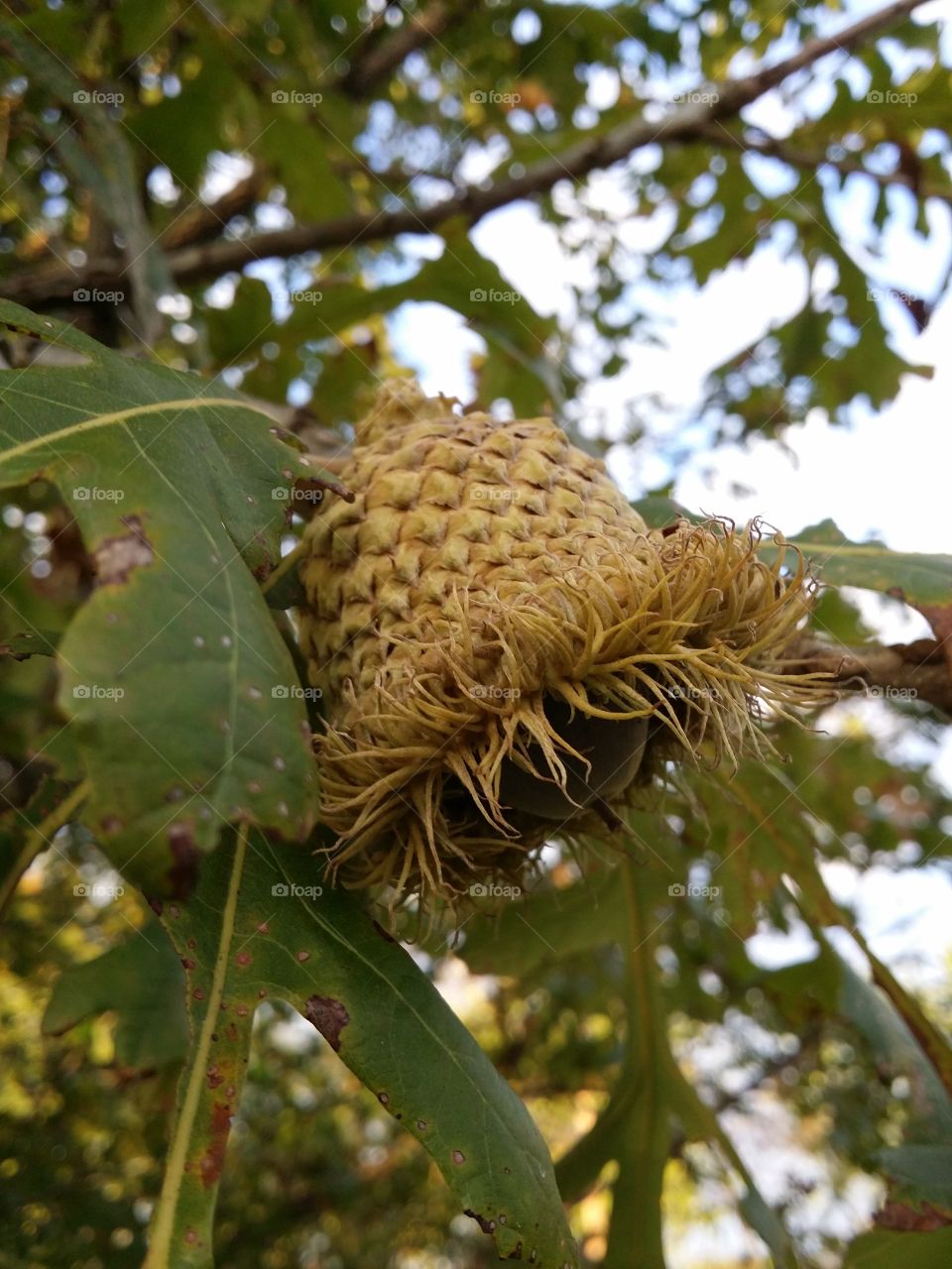 Bur Oak Acorn Tree