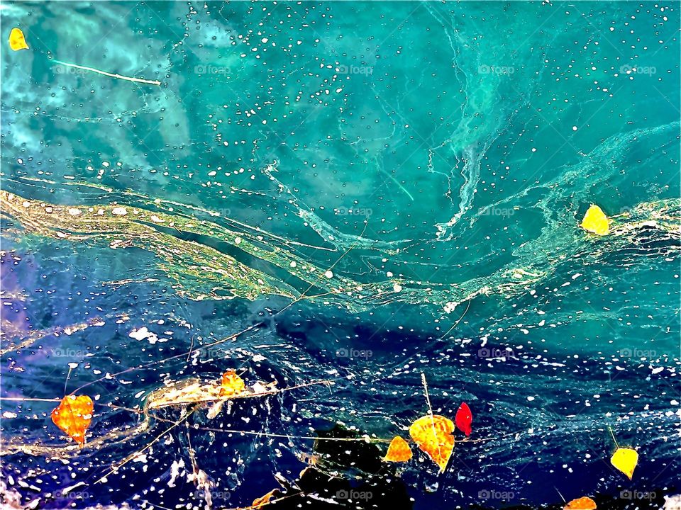 Algae swirls and leaves floating in pond 