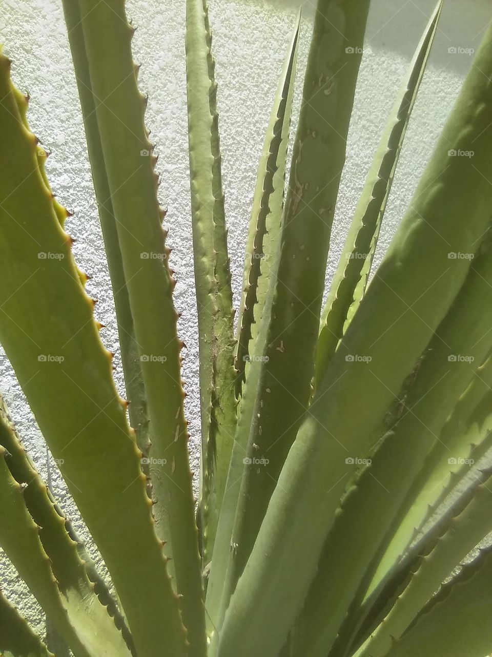 Cactus & White Stucco Wall