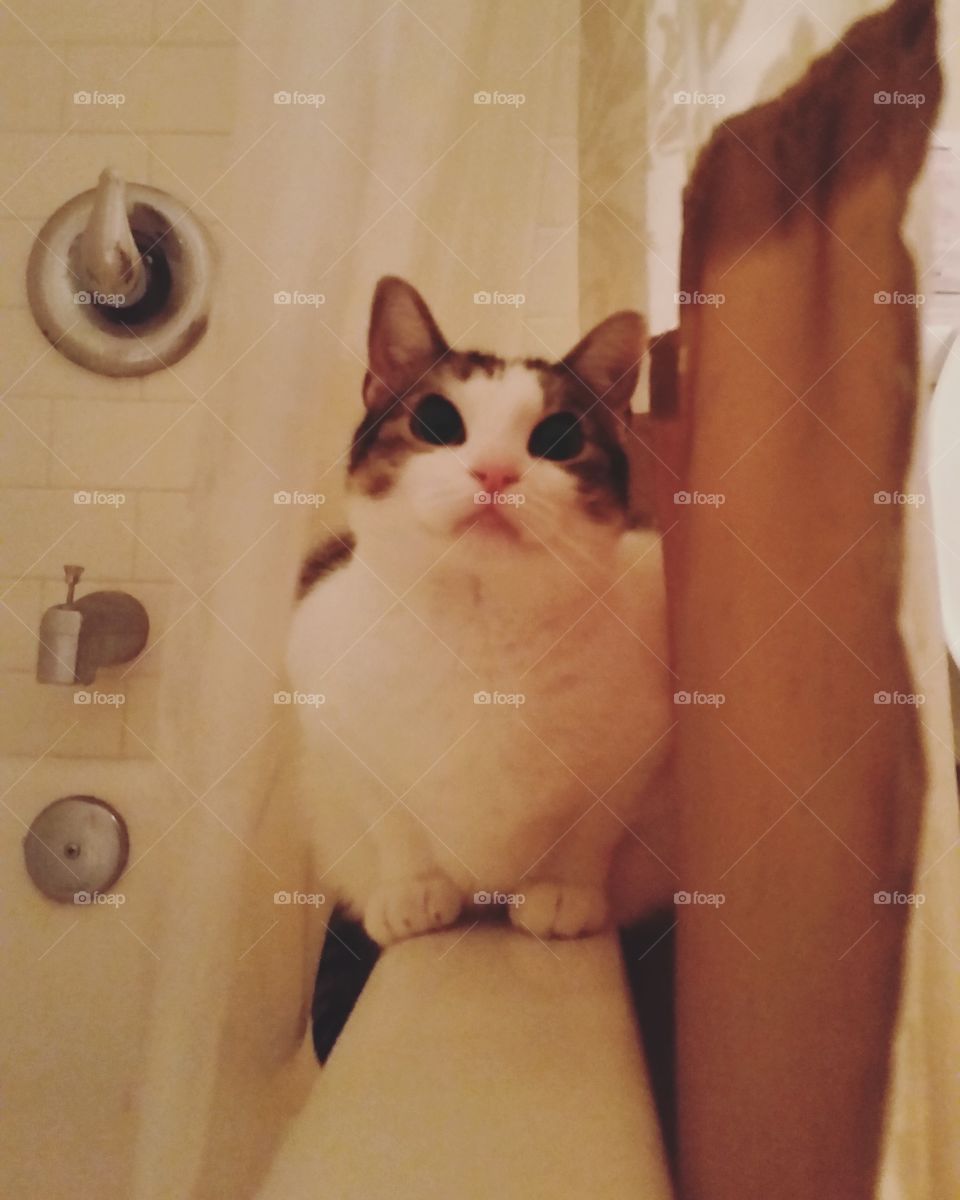 shower kitty