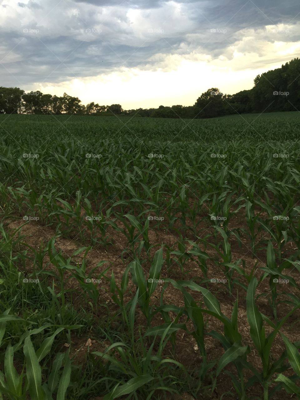 Baby Corn