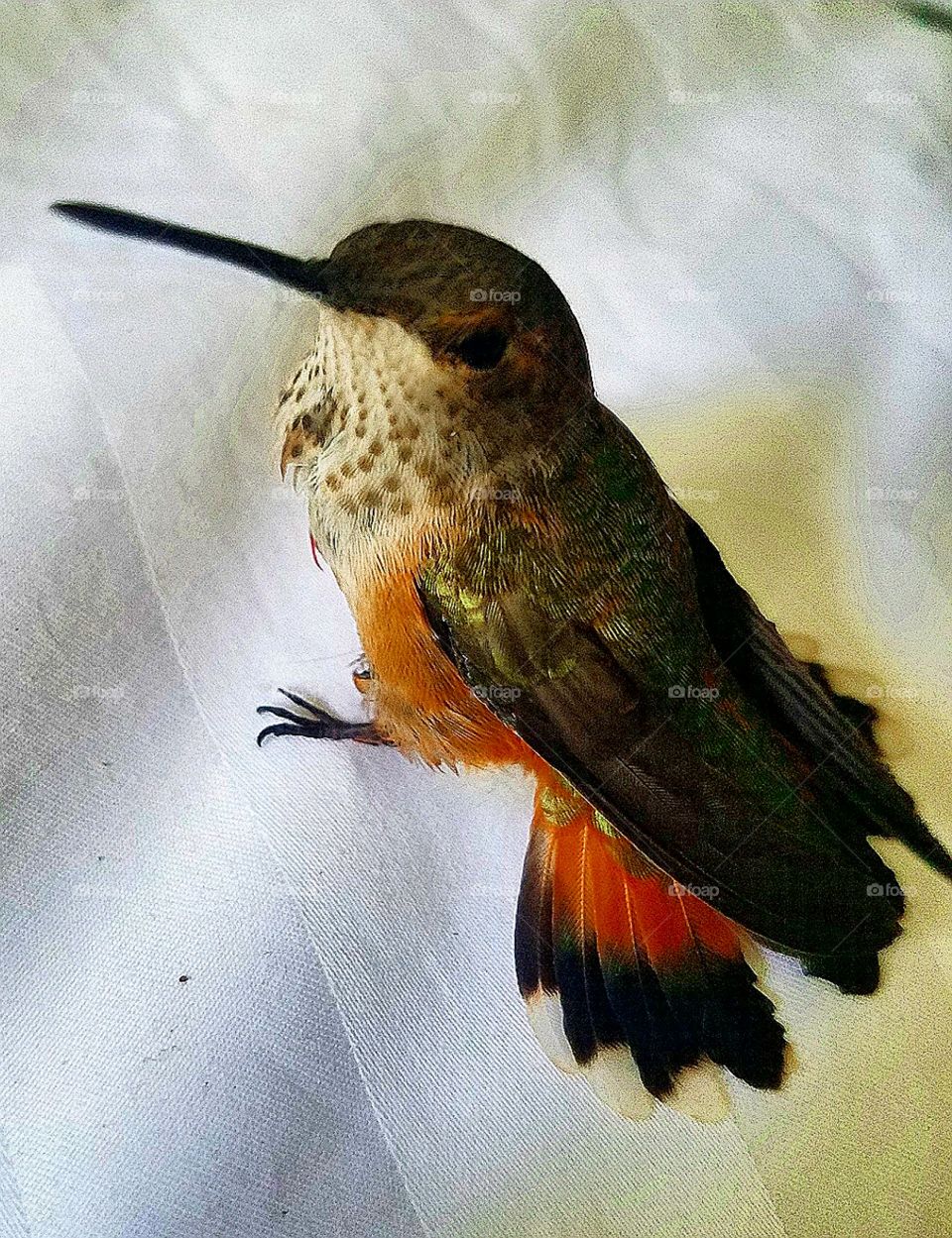 Hummingbird