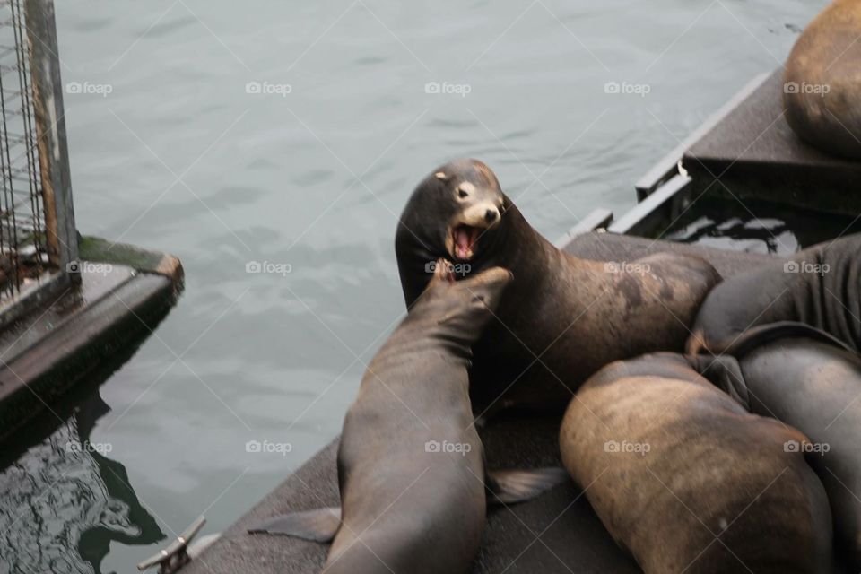 Sea lions. Sea lions on dock